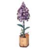 Rowood Lilac