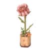 Rowood Pink Rose